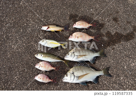 堤防釣り釣果魚海水魚クロホシフエダイシマアジタイヘダイ 119587335