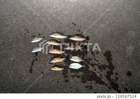 堤防釣り釣果魚海水魚クロホシフエダイシマアジタイヘダイメッキアジアコウ マハタチヌクロダイ 119587524