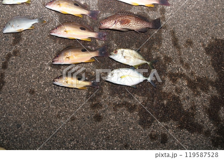 堤防釣り釣果魚海水魚クロホシフエダイシマアジタイヘダイメッキアジアコウ マハタチヌクロダイ 119587528