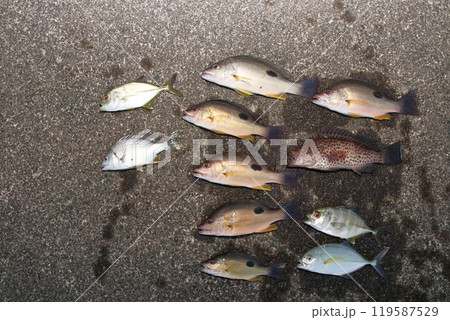 堤防釣り釣果魚海水魚クロホシフエダイシマアジタイヘダイメッキアジアコウ マハタチヌクロダイ 119587529