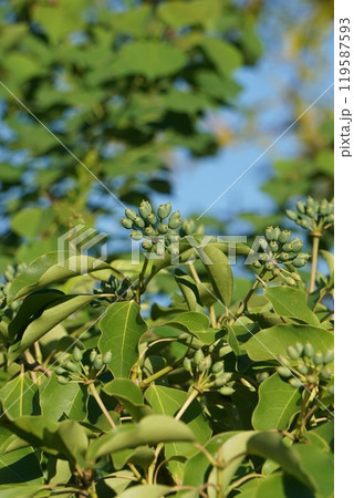 カクレミノの若い実 119587593