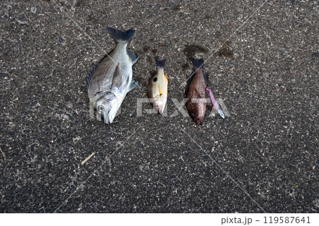 堤防釣り釣果魚海水魚クロホシフエダイチヌクロダイアコウオオモンハタ 119587641