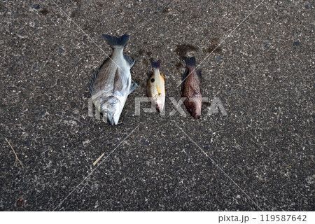 堤防釣り釣果魚海水魚クロホシフエダイチヌクロダイアコウオオモンハタ 堤防釣り釣果魚海水魚クロホシフエダイチヌクロダイアコウオオモンハタ 119587642