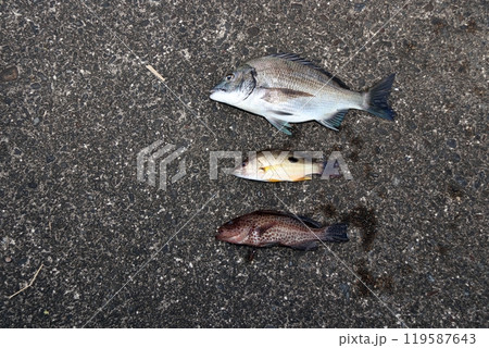 堤防釣り釣果魚海水魚クロホシフエダイチヌクロダイアコウオオモンハタ 119587643
