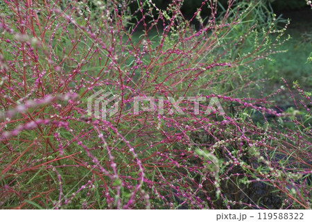 コキアの花とつぼみ 119588322