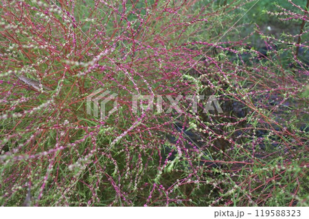 コキアの花とつぼみ 119588323