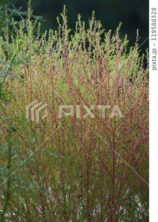 コキアの花とつぼみ 119588328