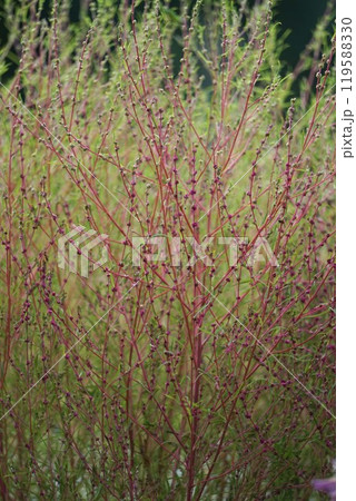 コキアの花とつぼみ 119588330