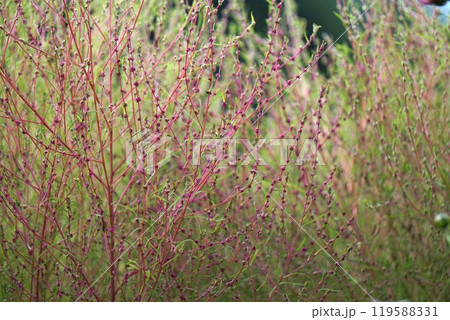 コキアの花とつぼみ 119588331