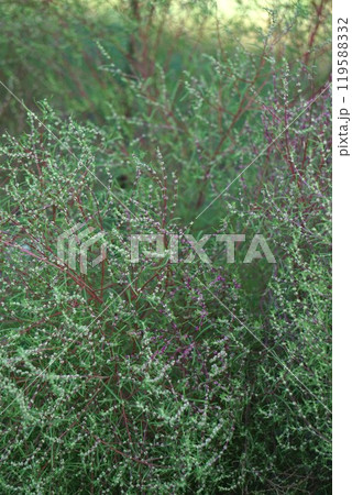 コキアの花とつぼみ コキアの花とつぼみ 119588332