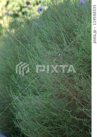 コキアの花とつぼみ 119588335