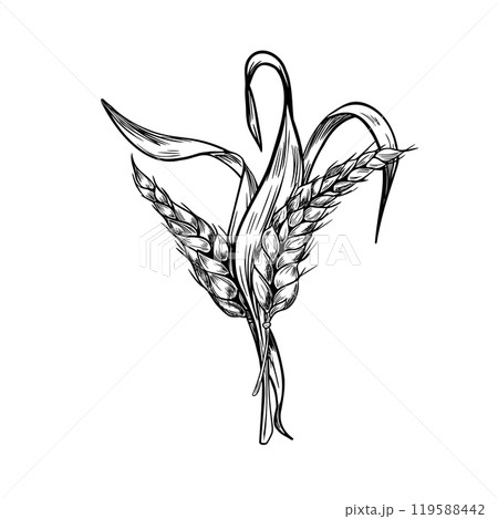 Bunch of wheat ear on stem black white graphic vector illustration isolated. Spikelet rye, barley stalks monochrome hand drawn by ink botanical sketch for design beer label, natural product, bakery. 119588442