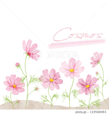 コスモスの手書き水彩画イラスト 119588463