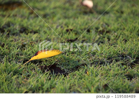 夏の終わりの夕暮れの公園の芝生と落ち葉 夏の終わりの夕暮れの公園の芝生と落ち葉 119588489