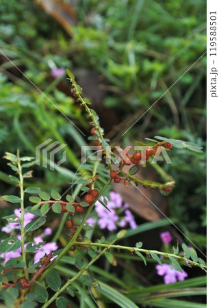 赤い実を付けたコミカンソウ・2024年10月 赤い実を付けたコミカンソウ・2024年10月 119588501