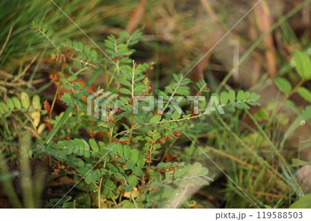 赤い実を付けたコミカンソウ・2024年10月 赤い実を付けたコミカンソウ・2024年10月 119588503