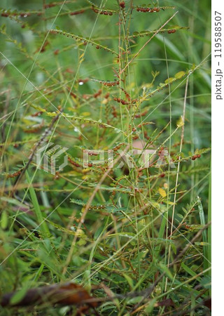 赤い実を付けたコミカンソウ・2024年10月 赤い実を付けたコミカンソウ・2024年10月 119588507