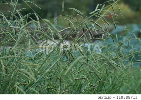 シマスズメノヒエの花穂 119588713