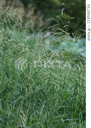 シマスズメノヒエの花穂 119588716