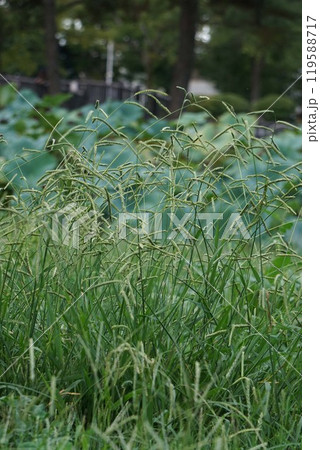 シマスズメノヒエの花穂 119588717