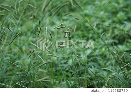 シマスズメノヒエの花穂 119588720