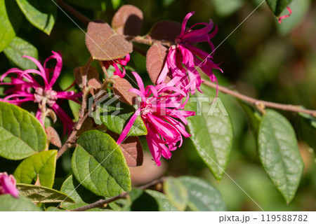 Botanical collection, pink flowers of Loropetalum chinense close up 119588782