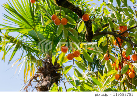 Persimmon tree fresh fruit that is ripened hanging on the branches in plant garden. Juicy fruit and ripe fruit with persimmon trees 119588783