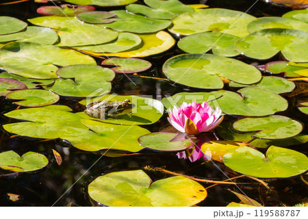 A picturesque picture by the pond shows a pink water lily rising from the depths of the water framed by lush green lily pads. On the right is a miniature frog A picturesque picture by the pond shows a pink water lily rising from the depths of the water framed by lush green lily pads. On the right is a miniature frog 119588787