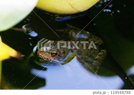 Frog in a pond on a warm spring day Frog in a pond on a warm spring day 119588788