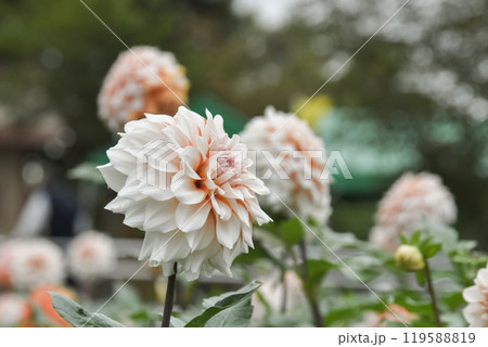 川西ダリヤ園 119588819