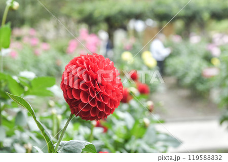 川西ダリヤ園 119588832