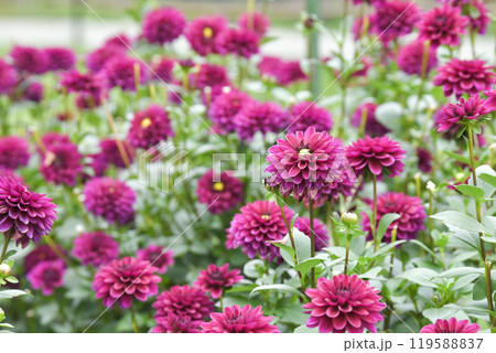 川西ダリヤ園 川西ダリヤ園 119588837