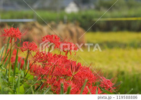 曼殊沙華 119588886