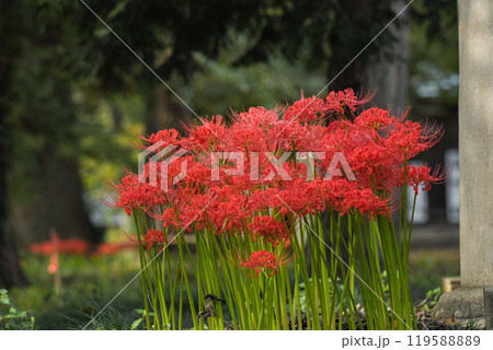 曼殊沙華 119588889