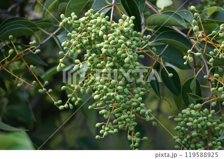 少し膨らんだトウネズミモチの若い実　 119588925