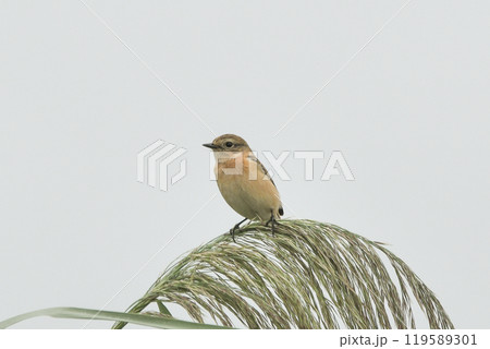 ノビタキ 119589301