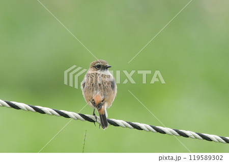 ノビタキ ノビタキ 119589302