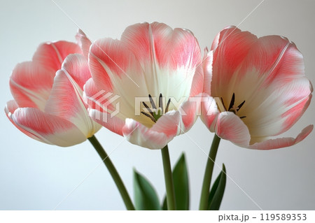 Delicate pink and white tulips arranged elegantly on a light background for a fresh spring display 119589353