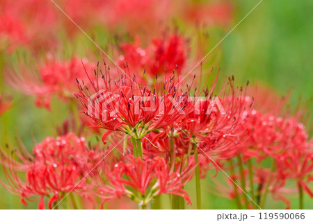 曼殊沙華 曼殊沙華 119590066