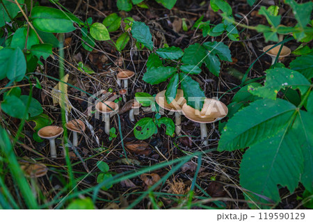 山地に群生するカヤタケ 119590129