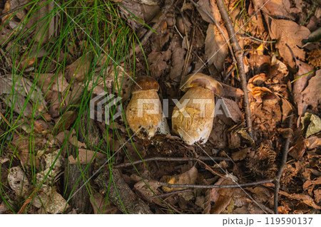 ヤマドリダケモドキ ヤマドリダケモドキ 119590137