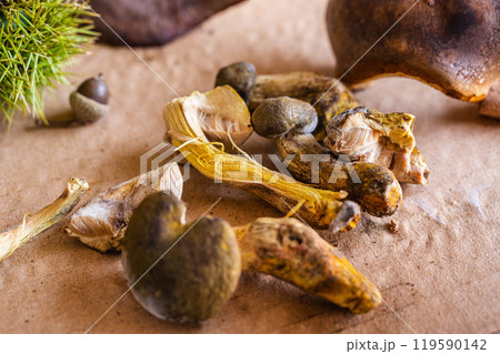 収獲したキアミアシイグチ 119590142