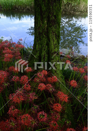 本巣やすらぎの林 119590351