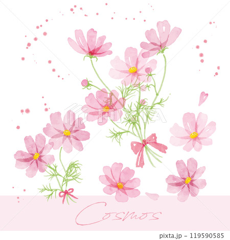 コスモスの手書き水彩画イラスト4 119590585