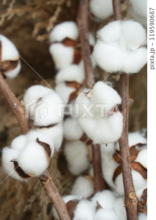 複数の綿花 119590687