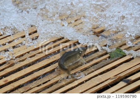 天然鮎のやな漁　伝統漁法　栃木県の観光 119590790