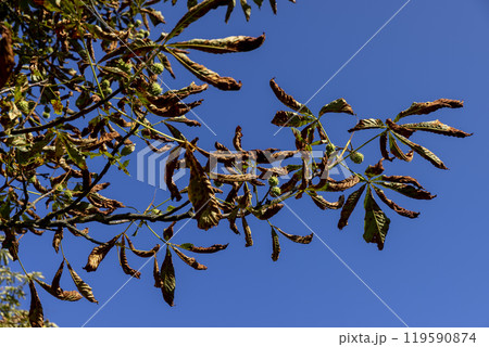 changing the color of the foliage of trees in the middle of summer 119590874