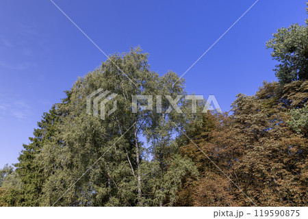 changing the color of the foliage of trees in the middle of summer 119590875