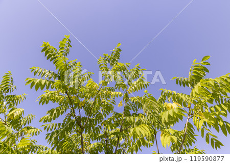 the walnut tree in the summer in sunny weather 119590877