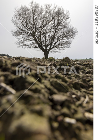 a plowed field on which a lone oak tree grows 119590887